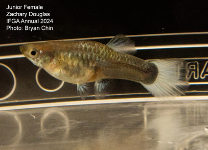 female guppy hb aoc